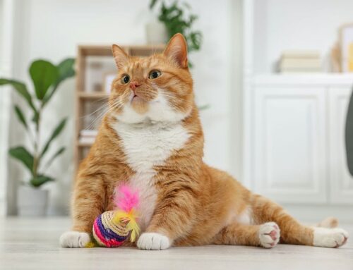 Keeping Your Senior Pet Active and Happy: Exercise and Mental Enrichment Tips for Older Dogs and Cats