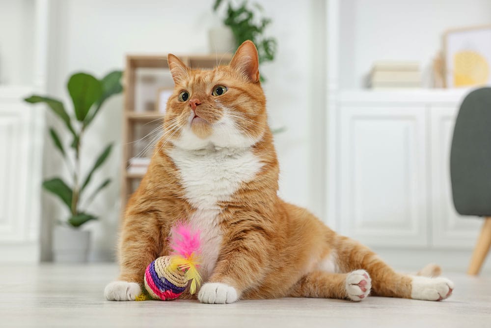 A chubby orange and white cat sits on the floor with a colorful toy ball, looking off to the side. A green potted plant and shelves are visible in the bright, cozy room.